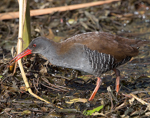African Rail